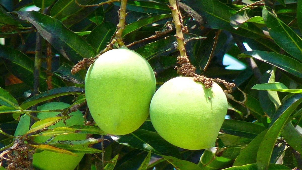 mangoes, Vidarbha, rare,