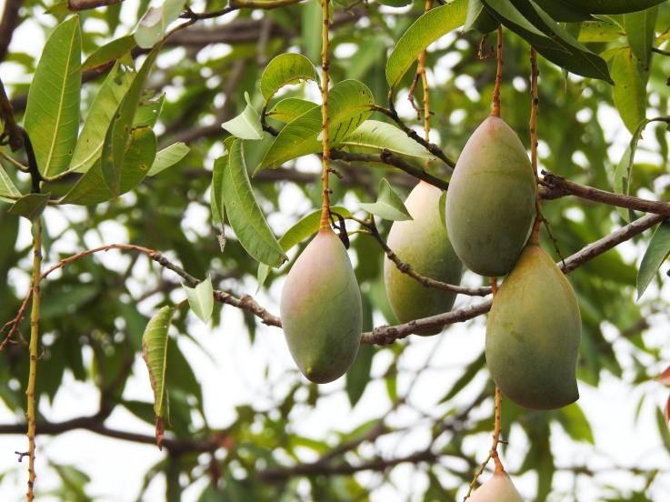 mango-leaves-health-benefits 