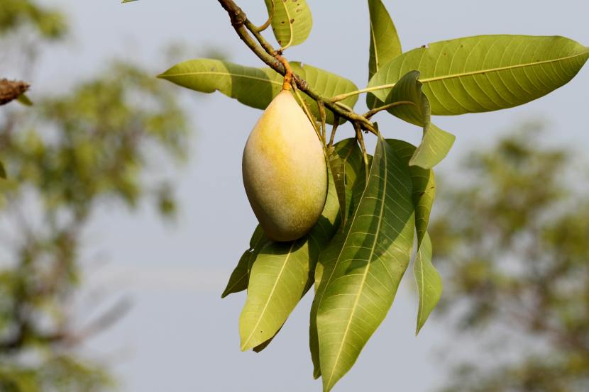 mango-leaves-health-benefits 