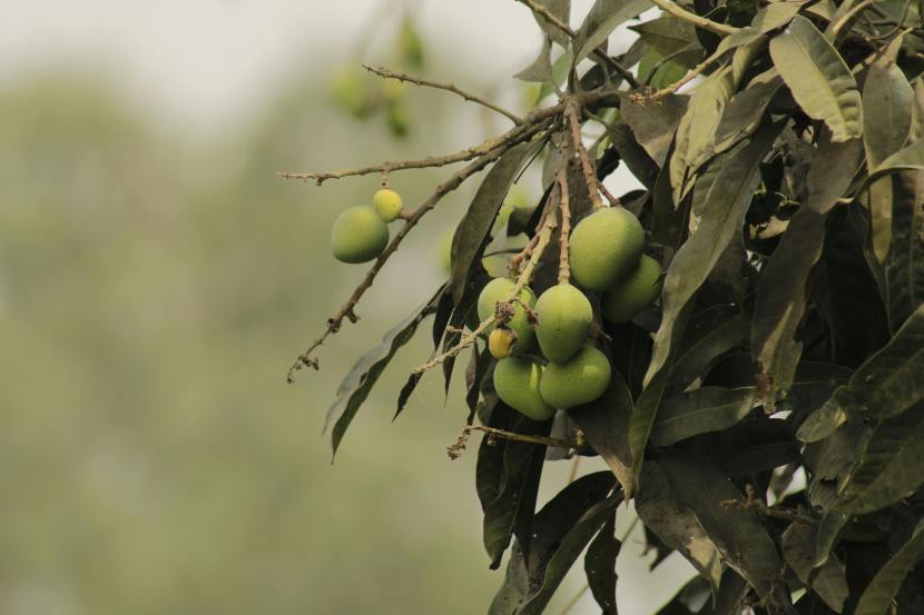 mango-leaves-health-benefits 