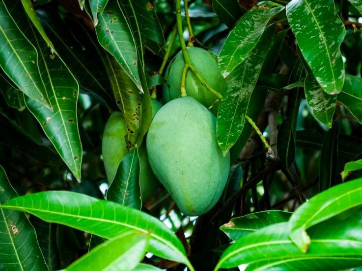 mango-leaves-health-benefits 