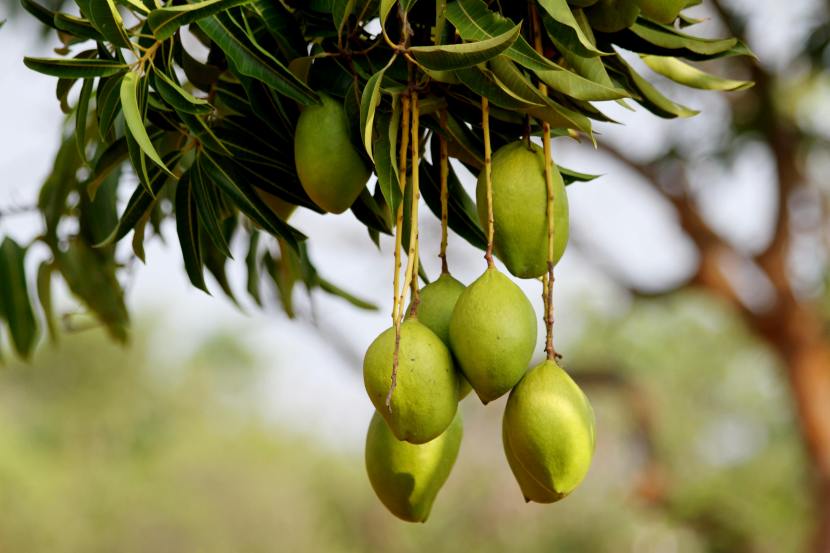 mango-leaves-health-benefits 