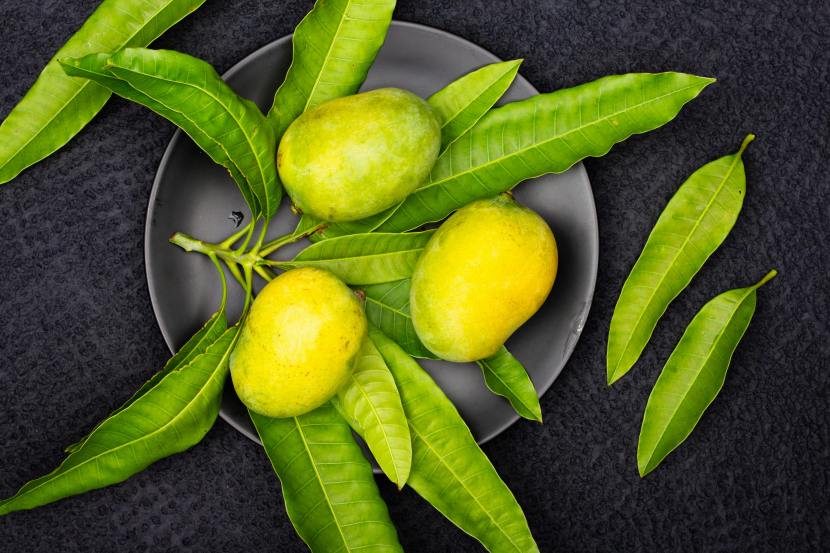 mango-leaves-health-benefits 