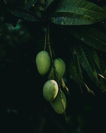 mango-leaves-health-benefits 