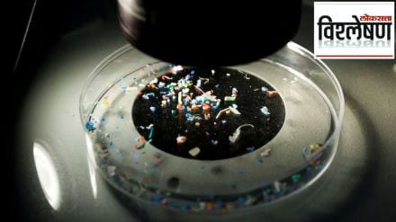 microplastics in human testicles