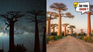 mysterious tree called tree of life Baobabs