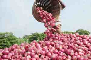 Onion Prices, Onion Prices Plummet, Solapur, Post Lok Sabha Elections, Farmers Suffer Heavy Losses, onion news, Solapur news
