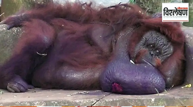 What is animal diplomacy orangutan diplomacy in Malaysia