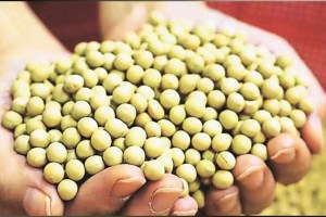 Decrease in seed production of farmers Wardha