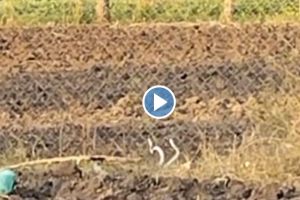 Romance of snakes in open fields video goes viral