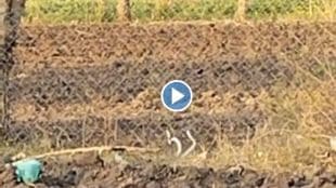 Romance of snakes in open fields video goes viral