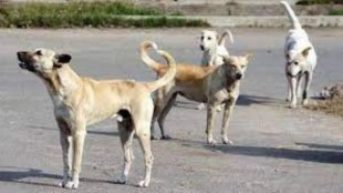 stray dog died man hit his on head with cricket bat in Ghodbunde