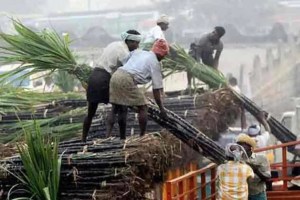 sugar mills in maharashtra pay 97 42 percent frp to the farmers