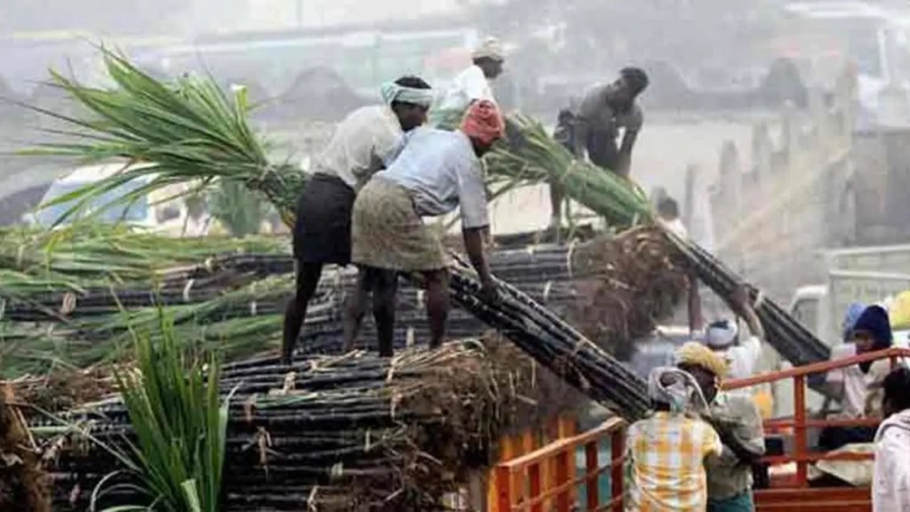 sugar mills in maharashtra pay 97 42 percent frp to the farmers