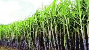 Will Maharashtra maintain Gujarat sugarcane price Question of Sharad Joshi Farmers Association