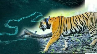 tiger attacked and killed young man in forest