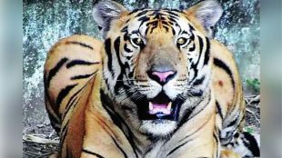 Woman went to forest to pluck tendu leaves killed in tiger attack