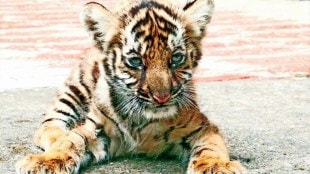 tiger cub found dead in ballarpur forest range