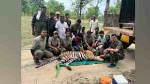 Nimdhela area, Tiger Captured, Fatal Rampage in Khadsangi Range, forest department, rescue operation, rescue operation of tiger capturing, tiger capture news, marathi news,