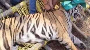 Who is responsible for the death of the tiger Detained from Ramtek Forest Zone
