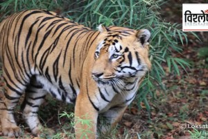 Why did tiger attacks increase in East Vidarbha