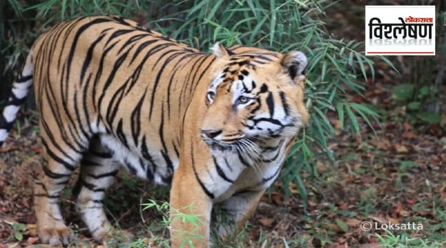 Why did tiger attacks increase in East Vidarbha