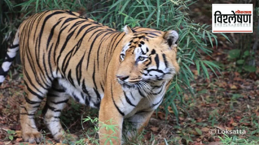 Why did tiger attacks increase in East Vidarbha