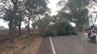 Trees and electric poles uprooted, traffic stopped due to Storm hits Sangrampur