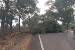 Trees and electric poles uprooted, traffic stopped due to Storm hits Sangrampur