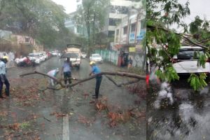 Trees fell at ten places in the city due to heavy rains Traffic disruption