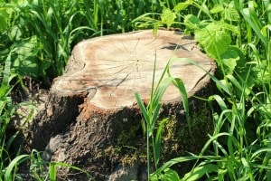 baobab tree, angry environmentalists,