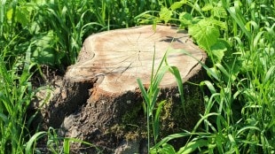 baobab tree, angry environmentalists,