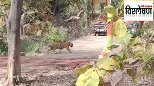 tiger surrounded by tourist vehicles in t adoba andhari tiger project