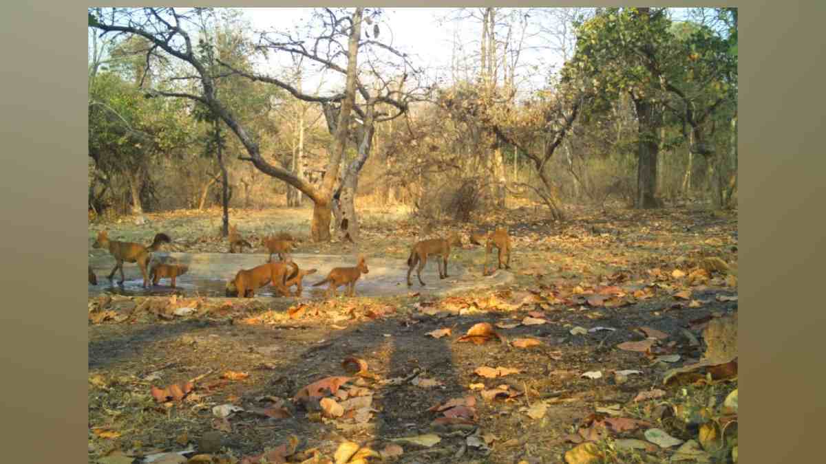 Forest Department, Chandrakori Lake, Combat Water Shortage, wild life, Wildlife Conflict, Faces Delays, wardha, aarvi, code of conduct, lok sabha 2024,