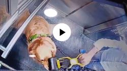 VIDEO : बापरे! लिफ्टमध्ये कुत्र्याला अमानुषपणे मारहाण, सीसीटिव्ही फुटेज व्हायरल; व्हिडीओ पाहून नेटकरी संतापले