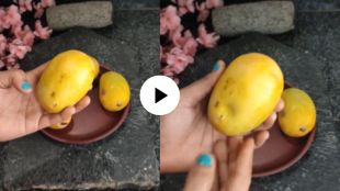 how to choose good quality mango