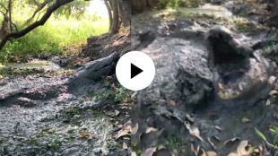 a big crocodile hidden in mud attack on cameraman