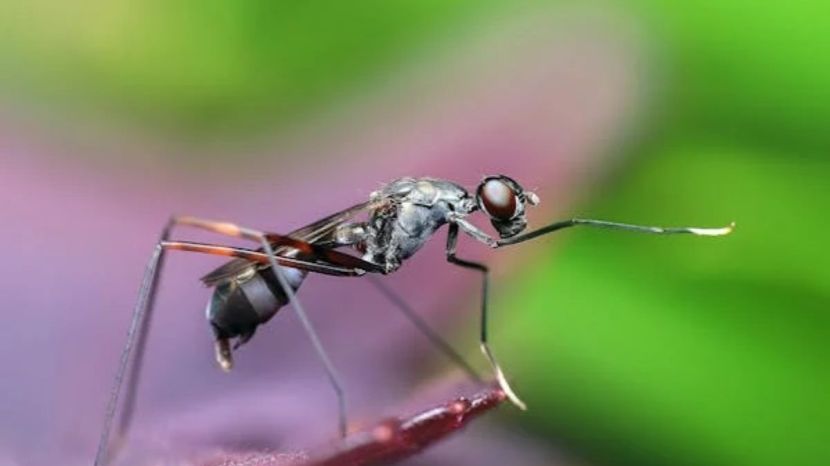 How to Get Rid of Mosquitos
