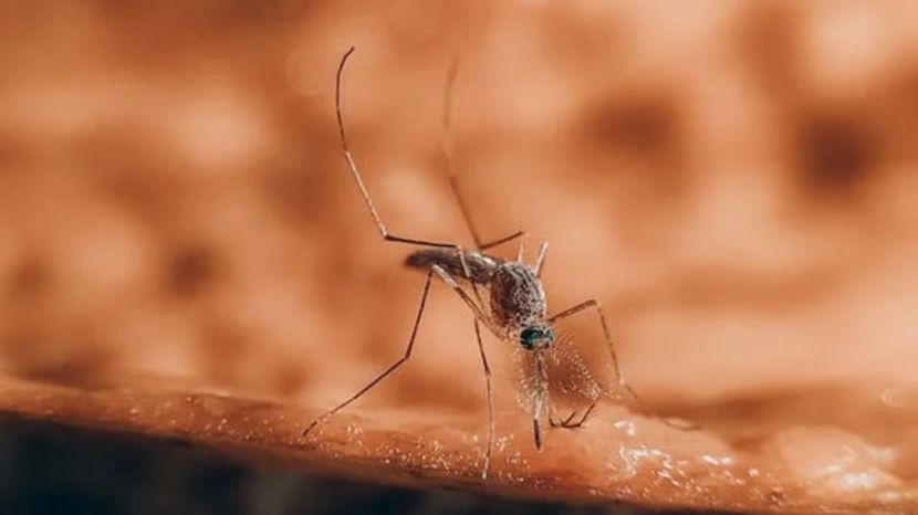 How to Get Rid of Mosquitos