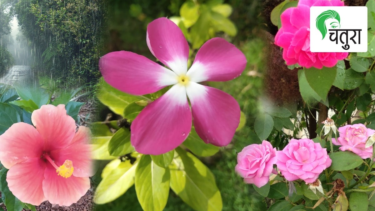 rainy season, flowers, plantation, backyard