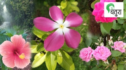 rainy season, flowers, plantation, backyard