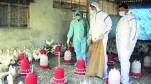 Avian influenza H5N1