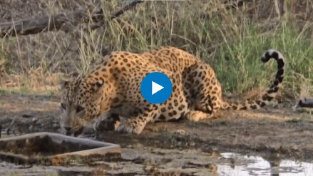 IAS officer posts close-up video of leopard drinking from waterhole amid scorching heat