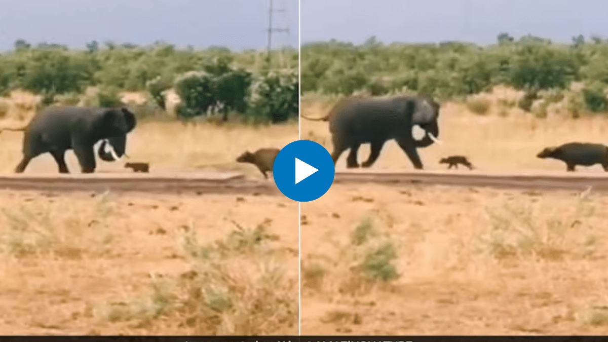 buffalo calf clashed with elephant to save mother chased elephant then what happened watch viral video