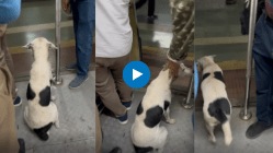 “मुंबईकरांपेक्षा हुशार आहे हा कुत्रा”, लोकलमध्ये प्रवास करताना चक्क कुत्र्याने पाळली शिस्त, Video Viral नेटकरी झाले अवाक्