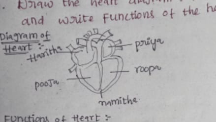 In the exam the student drew a diagram of the heart given the name of the girl in each part of the heart see the viral photo