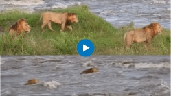 खळखळ वाहणाऱ्या नदीत सिंहाने मारली उडी अन्…. मसाई मारा नॅशनल रिझर्व्हमधील थरारक Video Viral