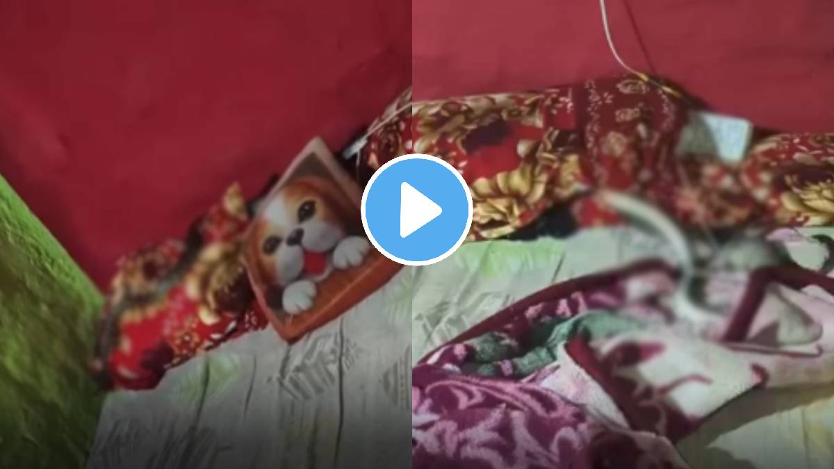 Snake viral video