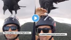 काय सांगता? पॅराग्लायडिंग करताना गिधाड बसला हेल्मेटवर अन्…; पाहा तरुणाचा ‘हा’ जबरदस्त VIDEO