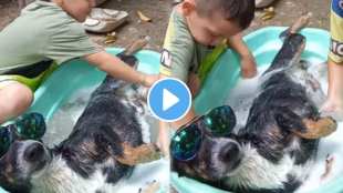 Viral Video A dog bathing with goggles on his eyes